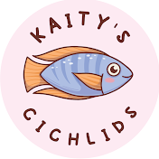 Kaity's Cichlids