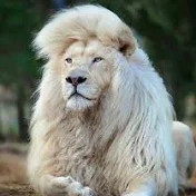 White wild lion
