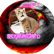 แมวสุขสันต์ทันข่าวพยากรณ์อากาศ