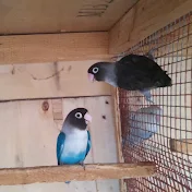 LOVE BIRDS AND ANIMALS