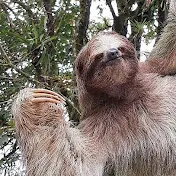 Sloth-Worx