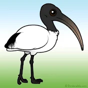 Soffit The Ibis