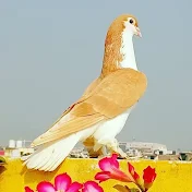 Pigeon Masti