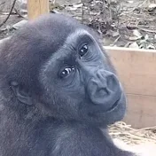 G♡RILLA ゴリラに恋して♡Lovely Gorillas