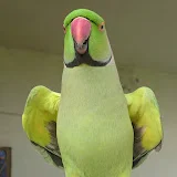 Parrot Paradise