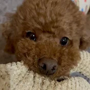 곰돌이둥이