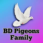 BD Pigeons Family