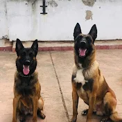 Couple Malinois