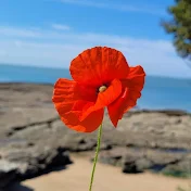 Red Poppy