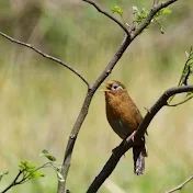 Bird A forest