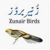 Zunair Birds