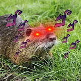 SuspectNutria