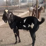 Goats and cow lover