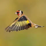 Goldfinch Singing 1