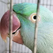 Ringneck green parrot