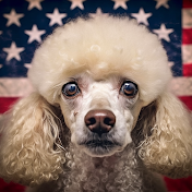 Poodle USA