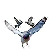 racing pigeons