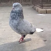 🕊Subedar pigeons lover