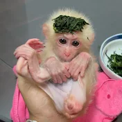 Monkey Luk