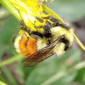 Utah Pollinator Habitat Program