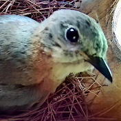 Mike Young's Backyard Wildlife