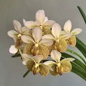 MBR orchid