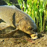 YAOKI Fishing Japan