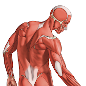 紅麒麟文化藝術human body structure