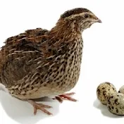 raising quail