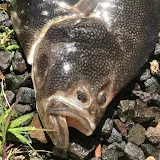 ハムの日常 北海道のアウトドア