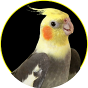 Cockatiel Lovers VLOG