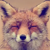 Like Fox