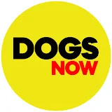 Dogs Now