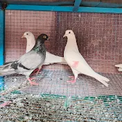 Shekhar Lacheda pigeon  club