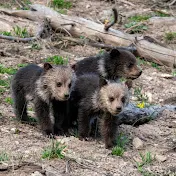 Big Sky Wildlife