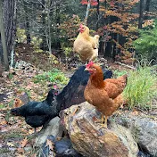 NH Backyard Chickens