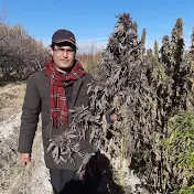 Pak and Afghan cannabis seeds