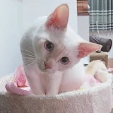 元保護猫くうのお部屋:Rescue Cat Kuu's Room