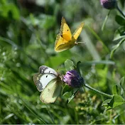 Birding Androscoggin