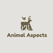 Animal Aspects