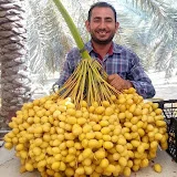 الثقافة الزراعية Agricultural Culture (Palm Hero )