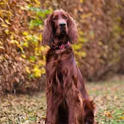 Baldur The Irish setter