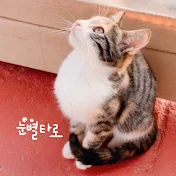 눈별타로