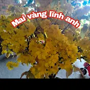 mai vàng lĩnh anh