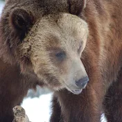 Yellowstone Tours