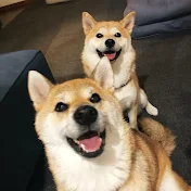 こまちく家族チャンネル〜こんぶ和え〜shibainu komachiku family