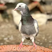 Pigeons India