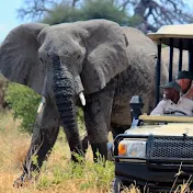 Wildlife Experience- Africa