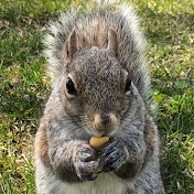 Fluffy Squirrels