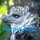 Harpia Amazon